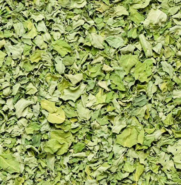 Hojas secas de moringa.