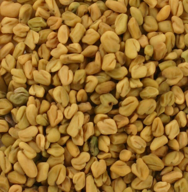 Graines de Fenugrec - graines de fenugrec