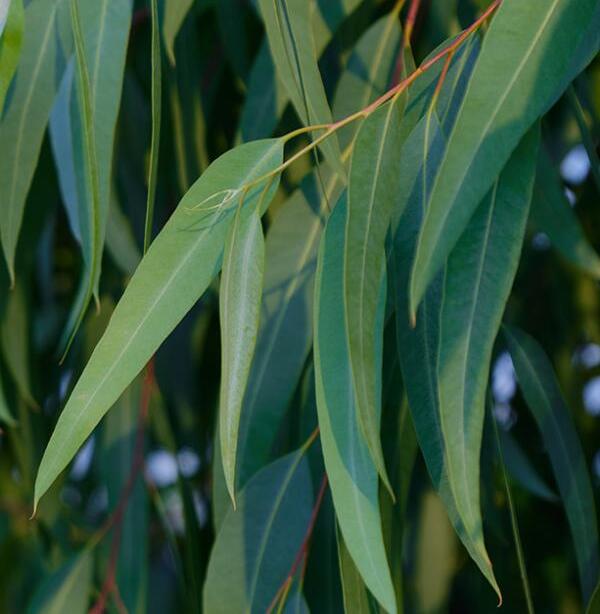 Feuilles d'eucalyptus - feuilles d'eucalyptus séchées